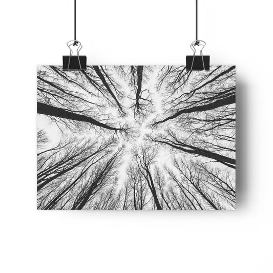 Wall Art Print of Winter Bald Tree Crowns, Black and White Photography, Home Decor, Nature Lover Gift, Christmas Wall