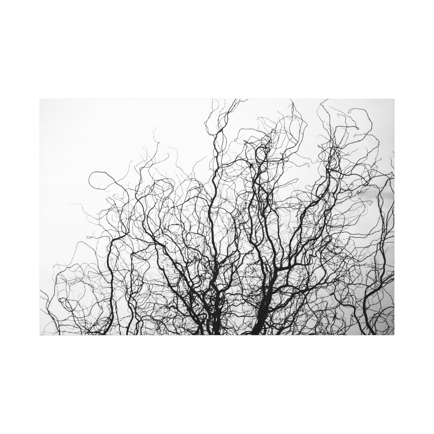 Canvas Print - Gnarled Bald Tree Branches