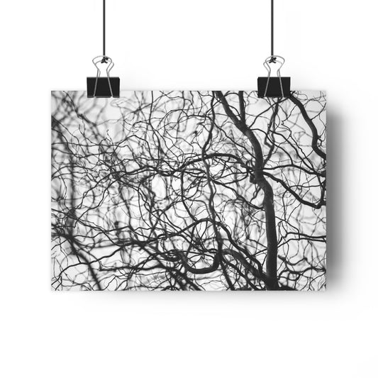 Giclée Art Print, Tree Branches at Winter Time, 'Tangled Whispers', Nature Wall Art, Home Decor, Gift for Nature Lover, Wall Decor, Winter
