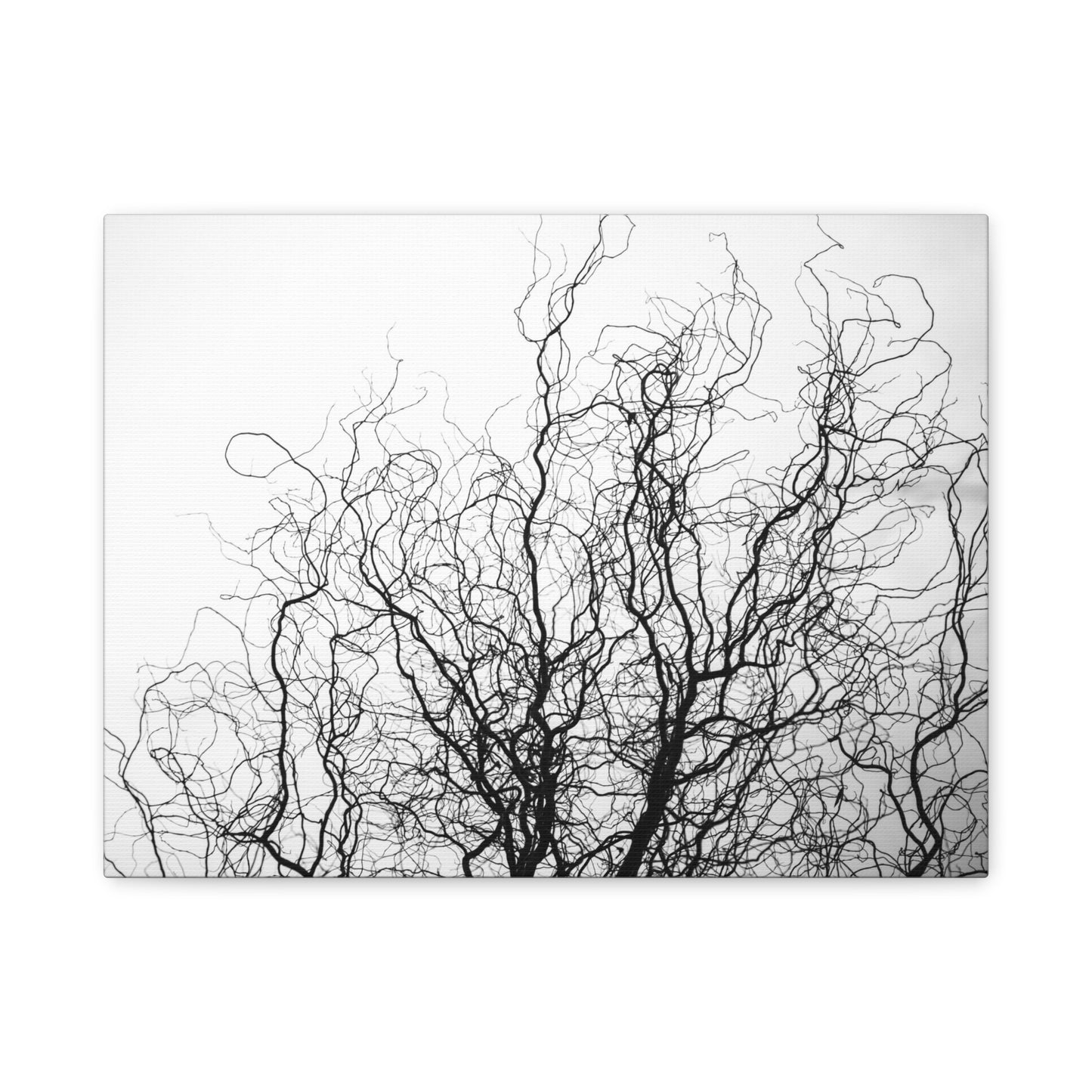 Canvas Print - Gnarled Bald Tree Branches