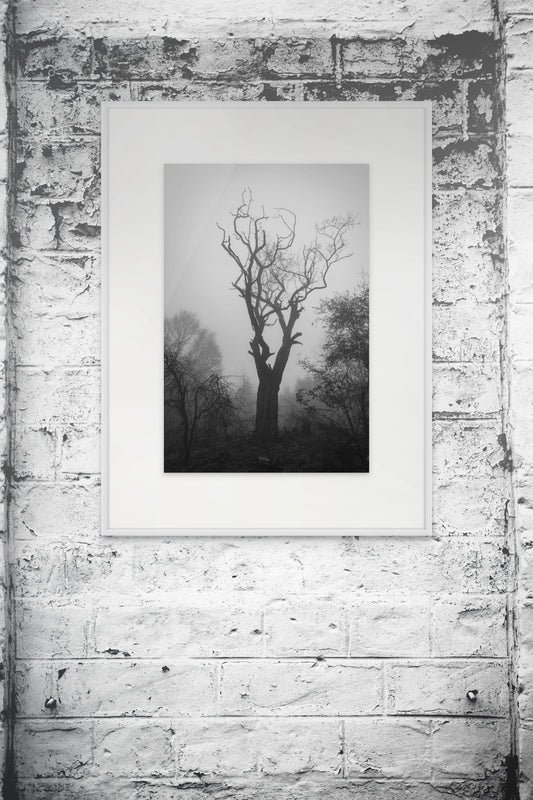 Giclée Art Print, Black and White Photo, Tree Silhouette Wall Decor, Foggy Weather Landscape, Nature Photography Poster, Home Office