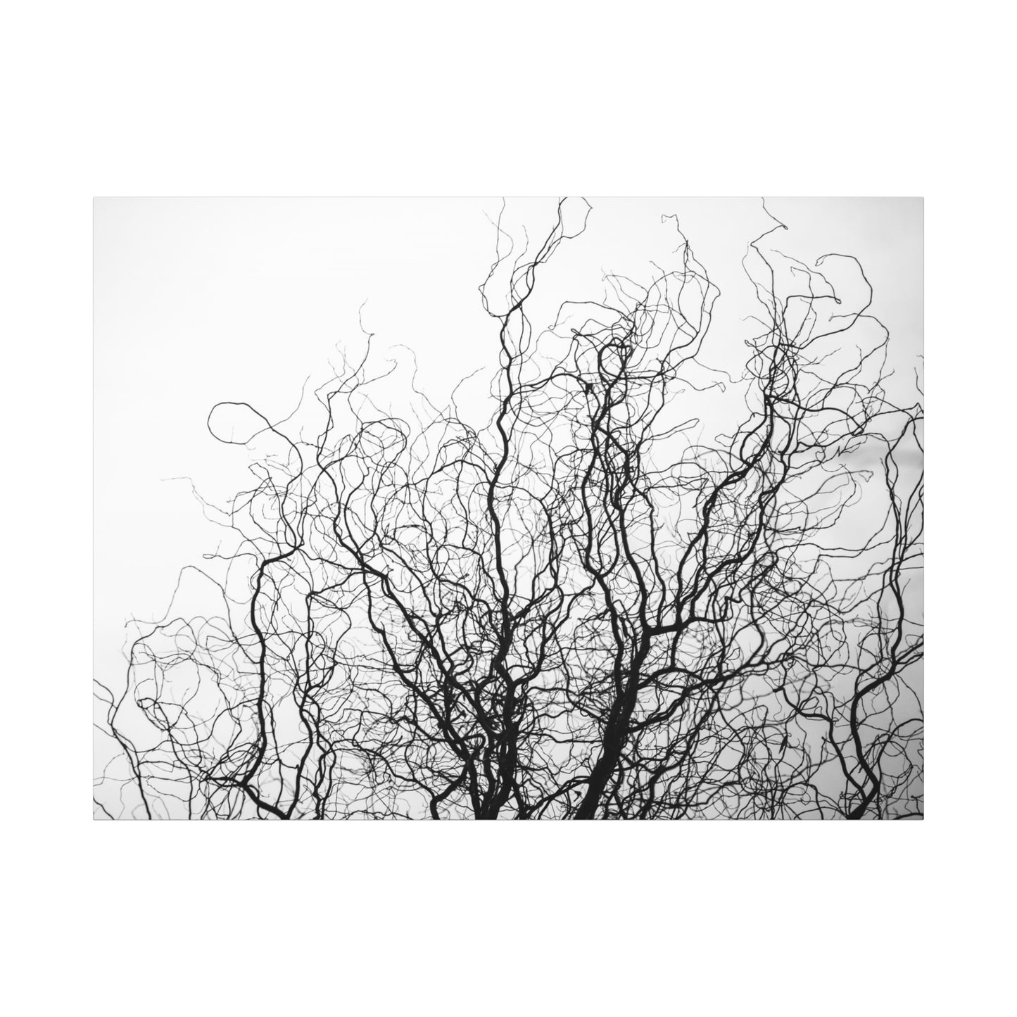 Canvas Print - Gnarled Bald Tree Branches
