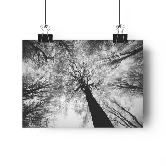 Wall Art Print of Winter Bald Tree Crowns, Black and White Photography, Home Decor, Nature Lover Gift, Christmas Wall