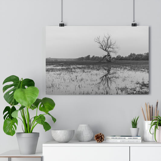 Giclée Art Print, The Last Ent Tree Reflection on Water Surface, Nature Wall Art, Forest Print, Woodland Decor, Tree Artwork