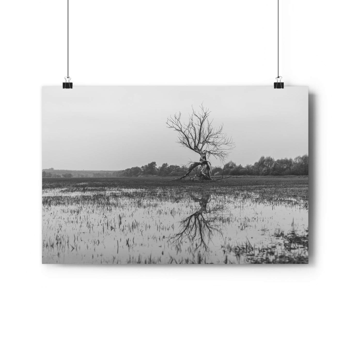 Giclée Art Print, The Last Ent Tree Reflection on Water Surface, Nature Wall Art, Forest Print, Woodland Decor, Tree Artwork