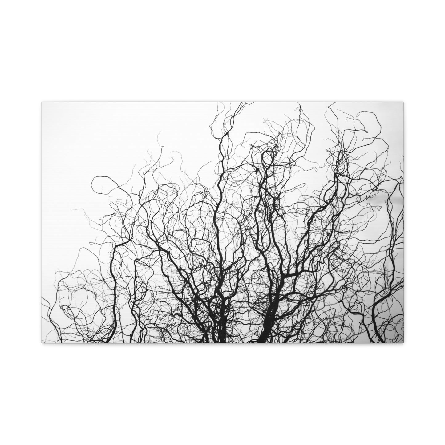 Canvas Print - Gnarled Bald Tree Branches
