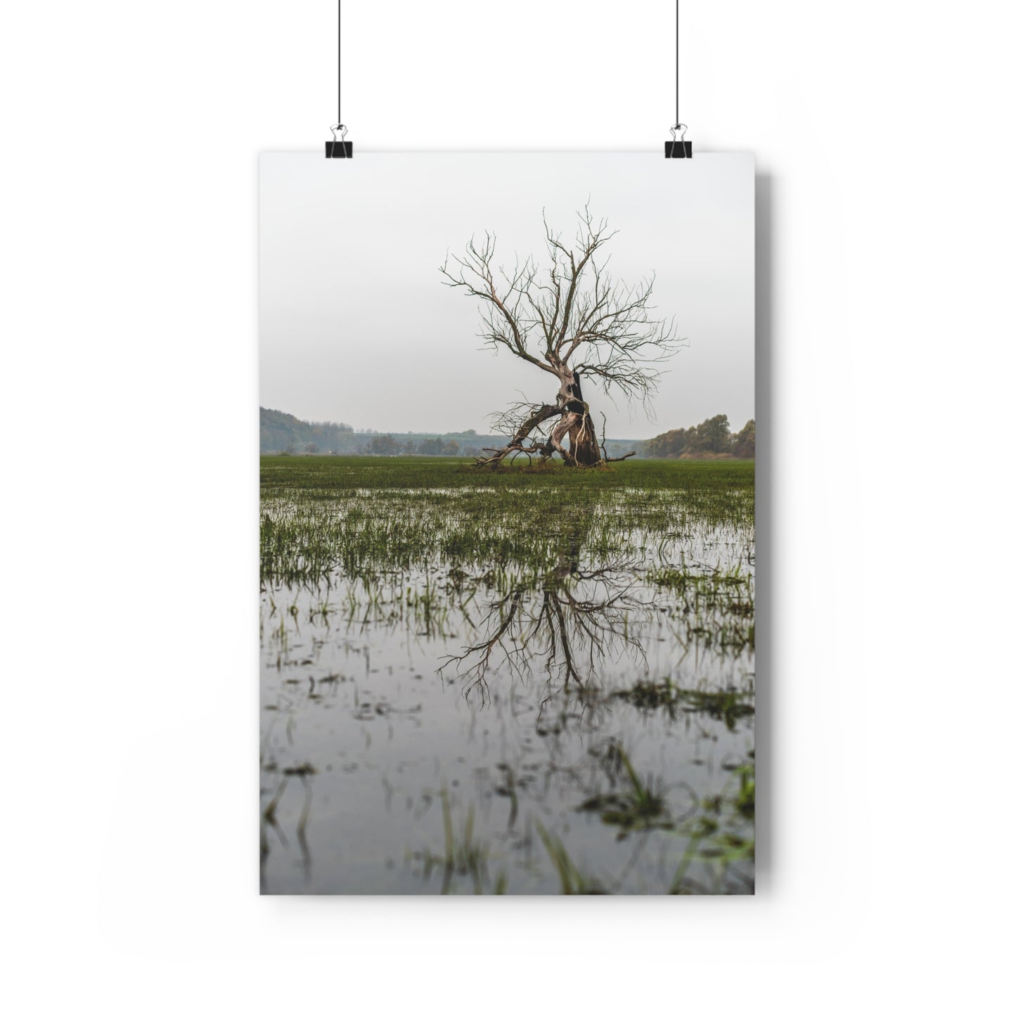 Giclée Art Print, The Last Ent Tree Reflection on Water Surface, Nature Wall Art, Forest Print, Woodland Decor, Tree Artwork