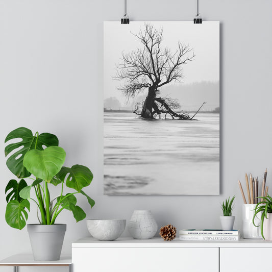 Giclée Print, Black and White Old Tree 'The Last Ent' in Frozen Field Winter Day Photo, Wall Art Decor, Nature Print, Tree Lover Gift, Home