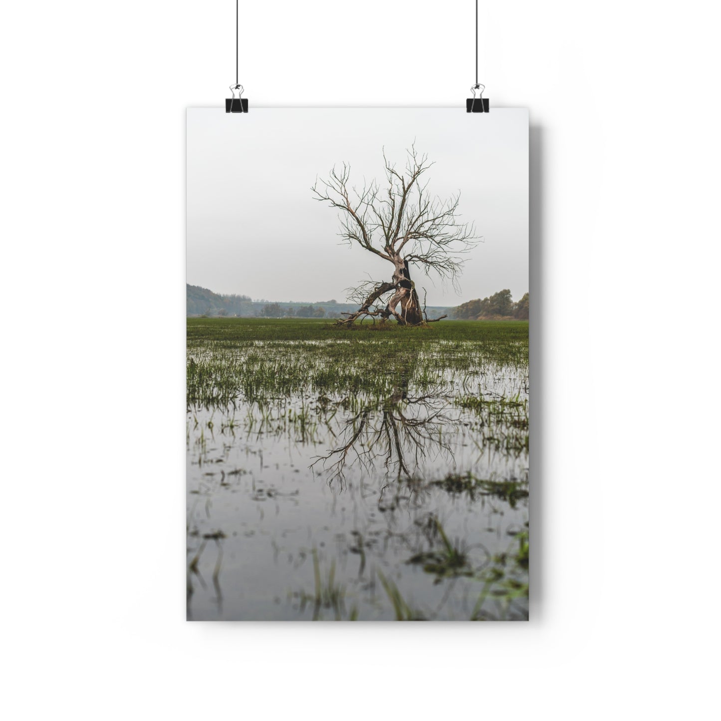 Giclée Art Print, The Last Ent Tree Reflection on Water Surface, Nature Wall Art, Forest Print, Woodland Decor, Tree Artwork