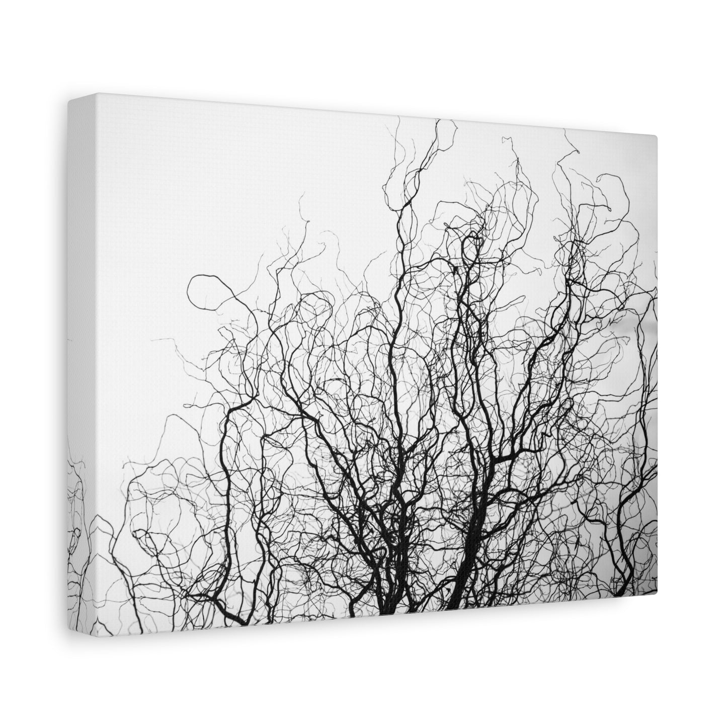 Canvas Print - Gnarled Bald Tree Branches