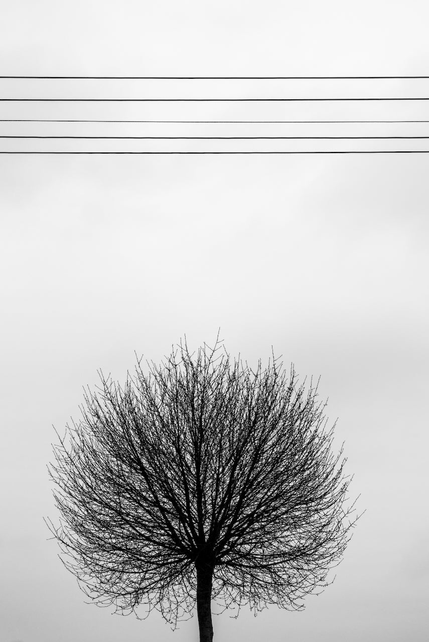 Üres kotta – vászonkép