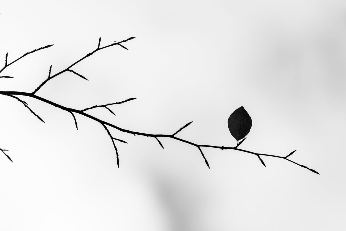 A minimalist black silhouette of bare tree branches and a single leaf against a soft, light gray background.