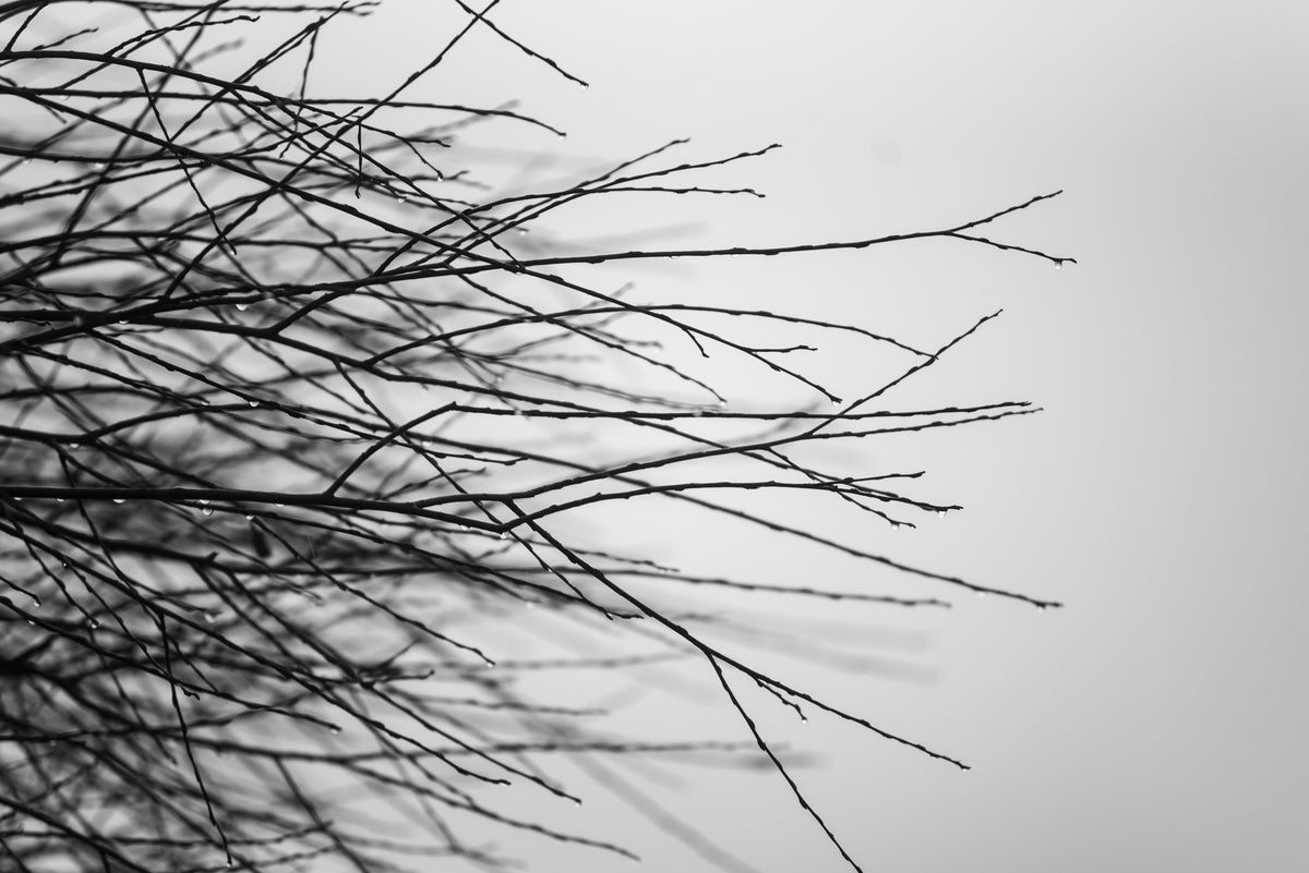 Black and white photograph of bare tree branches silhouetted against a light gray sky.