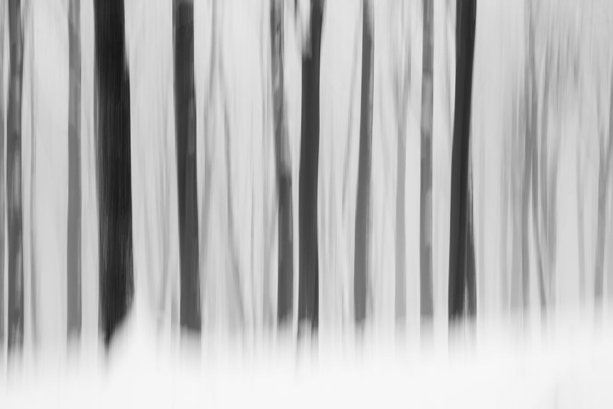 Black and white abstract forest scene with vertical tree trunks and a bright white foreground.
